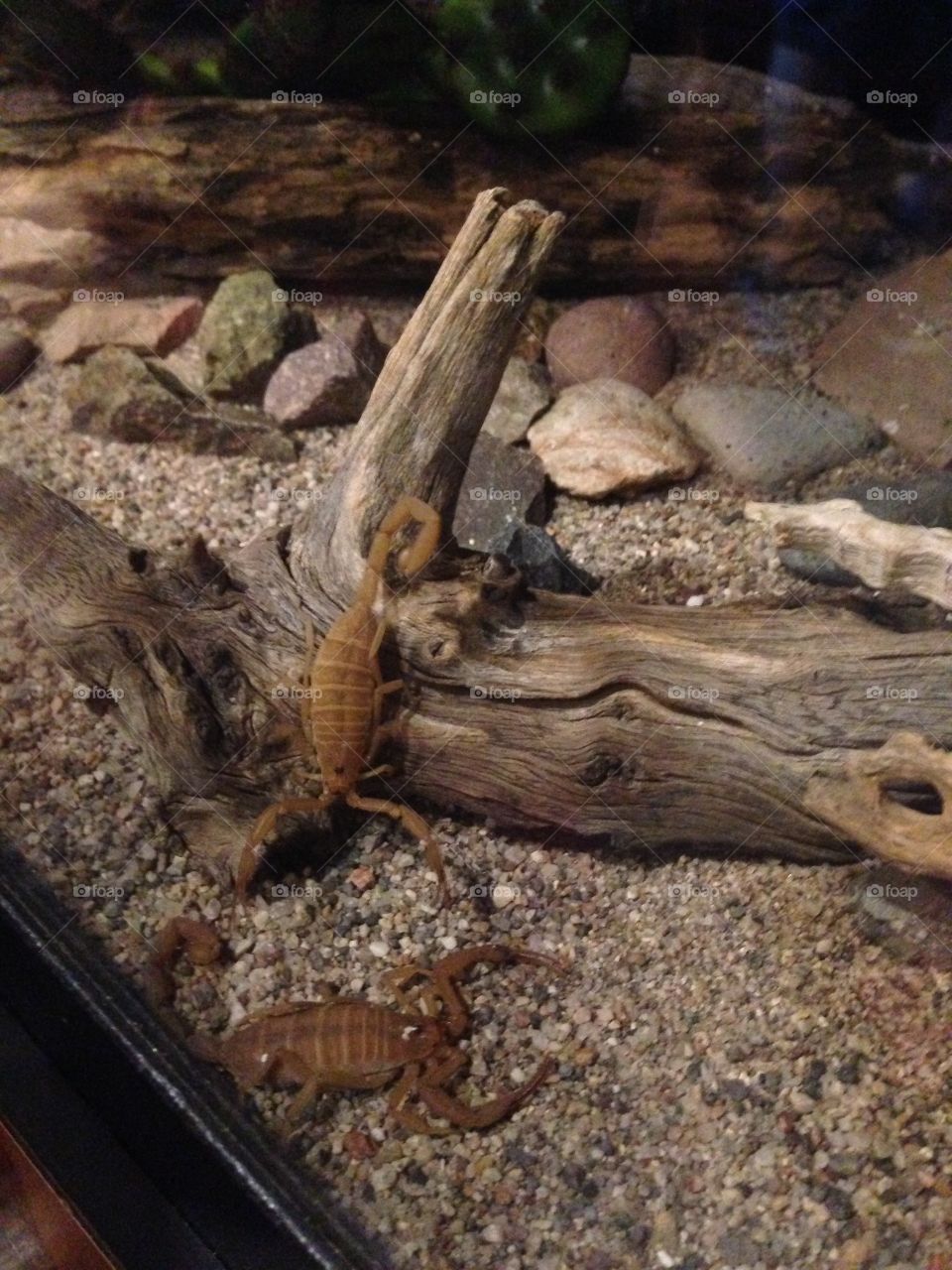 A scorpion crawling over sticks
