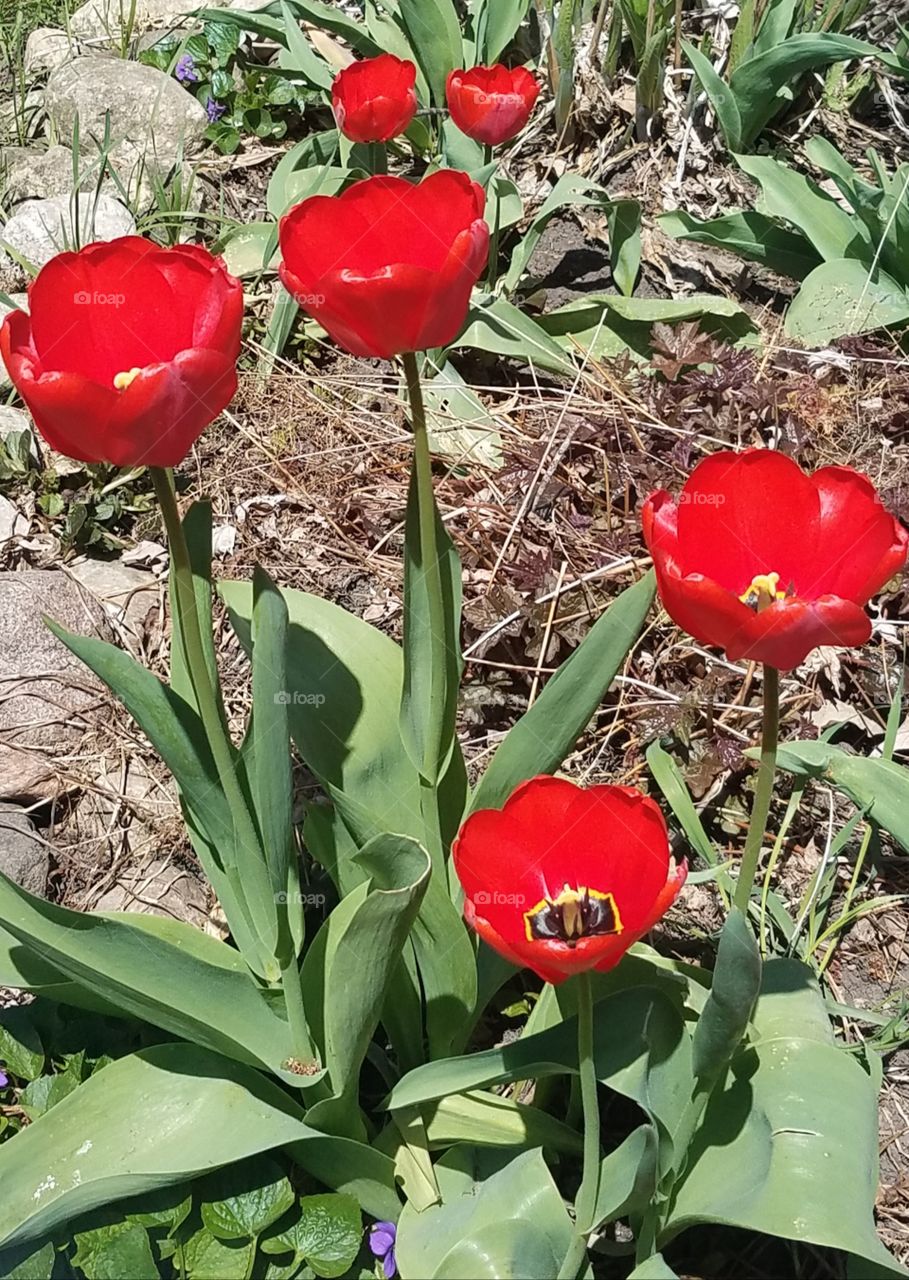 Tulips
