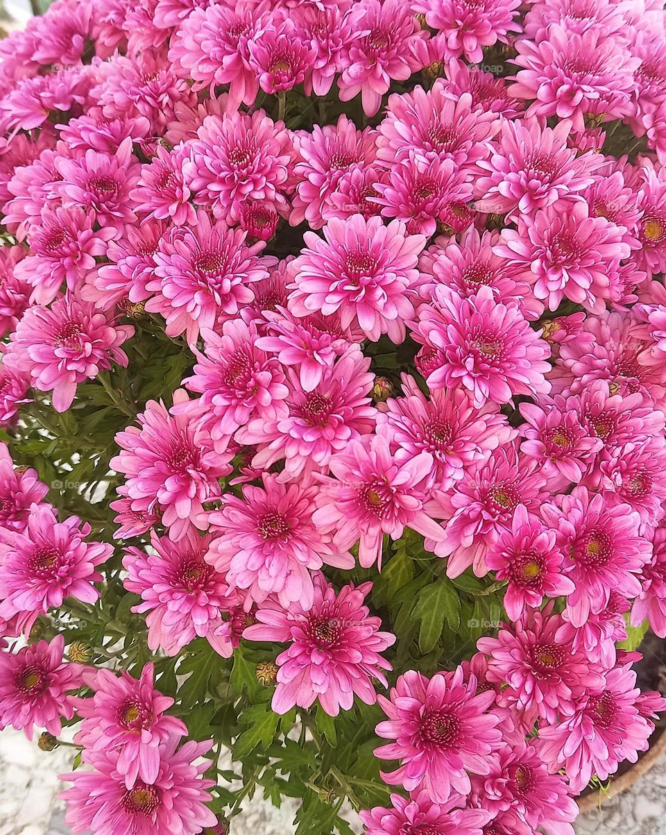 Pink chrysanthemums