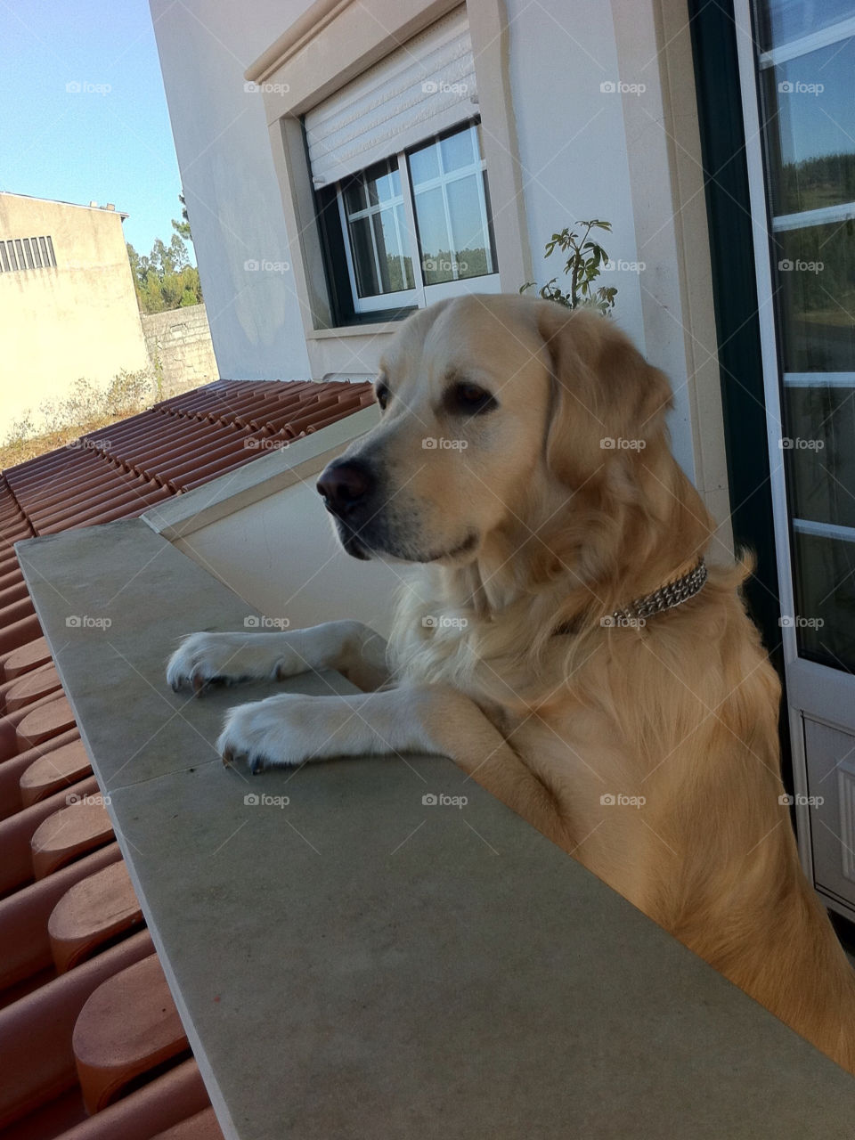 pretty dog house window by Zita