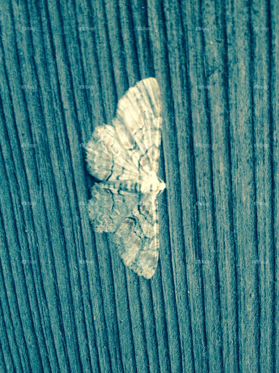 Moth. Beautiful moth ontop of wood