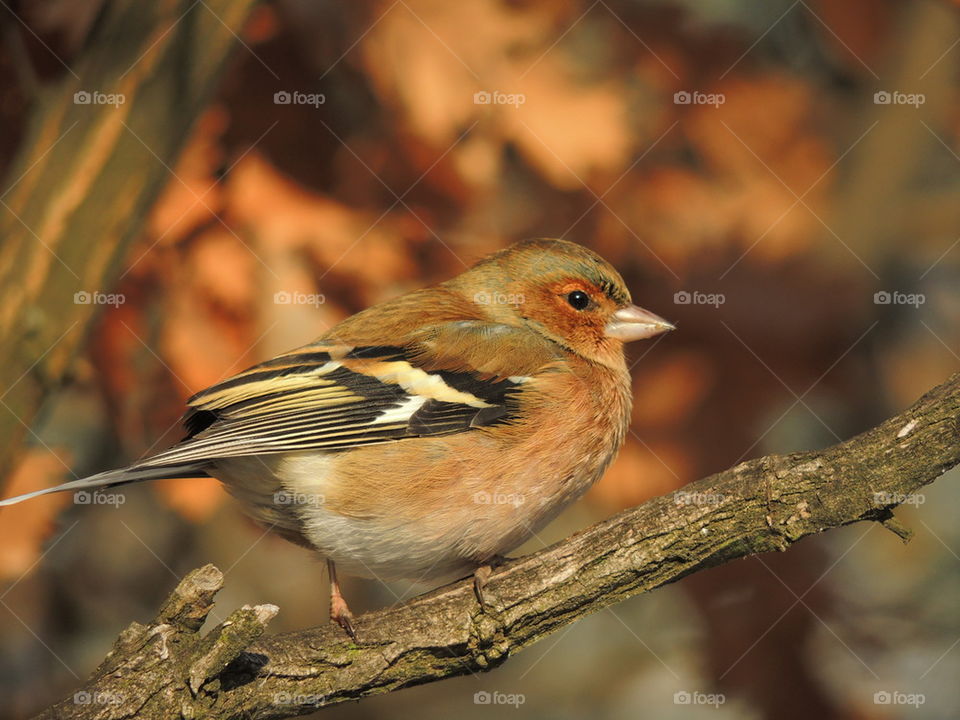 Chaffinch