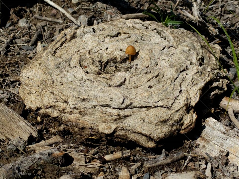 cow pie mushroom