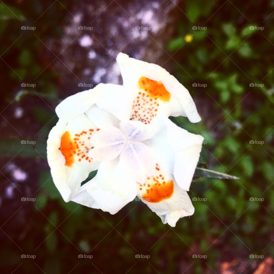 🌼#Flores do nosso #jardim, para alegrar e embelezar nosso dia!
#Jardinagem é nosso #hobby.
🌹
#flowers
#garden
#nature
#flor