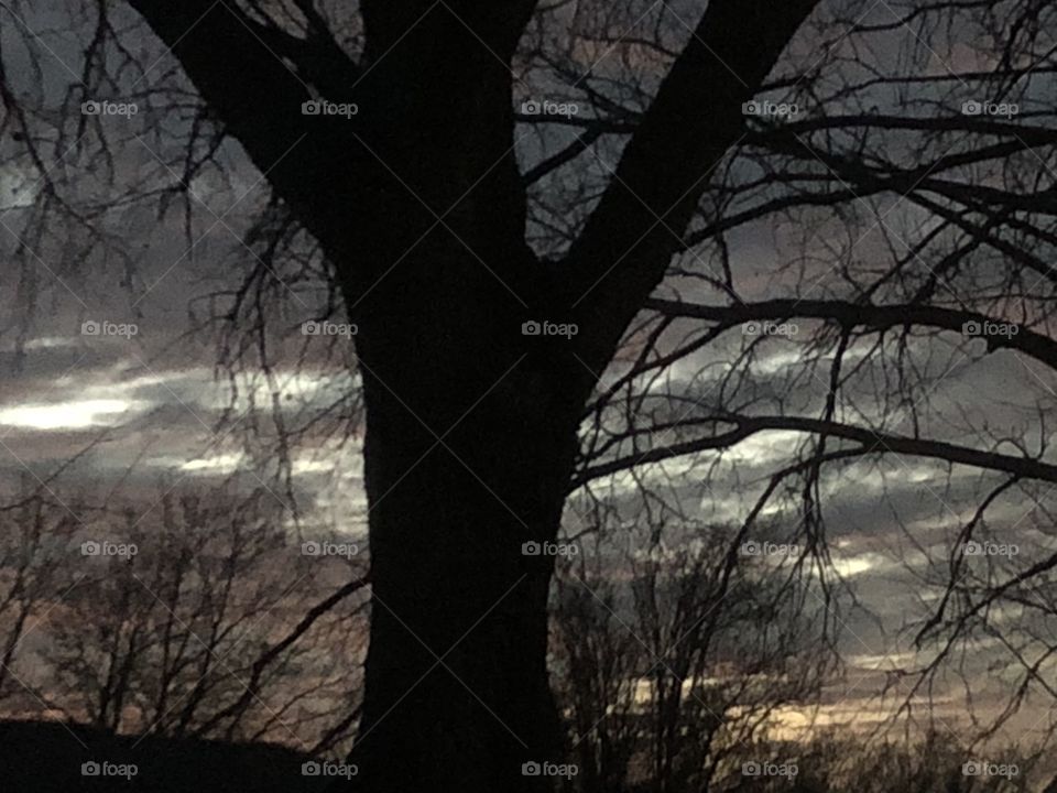 Evening sky and tree