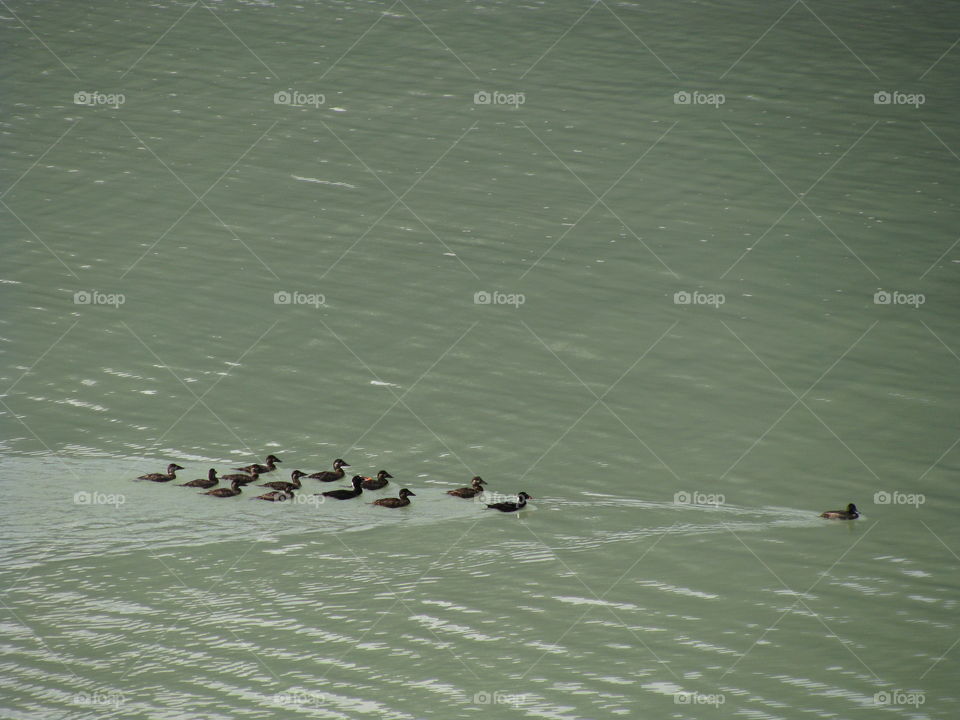 Pack of ducks 