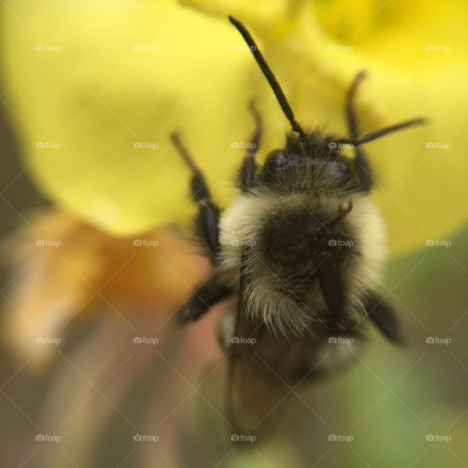 Bee collecting pollen from yellow flowers
