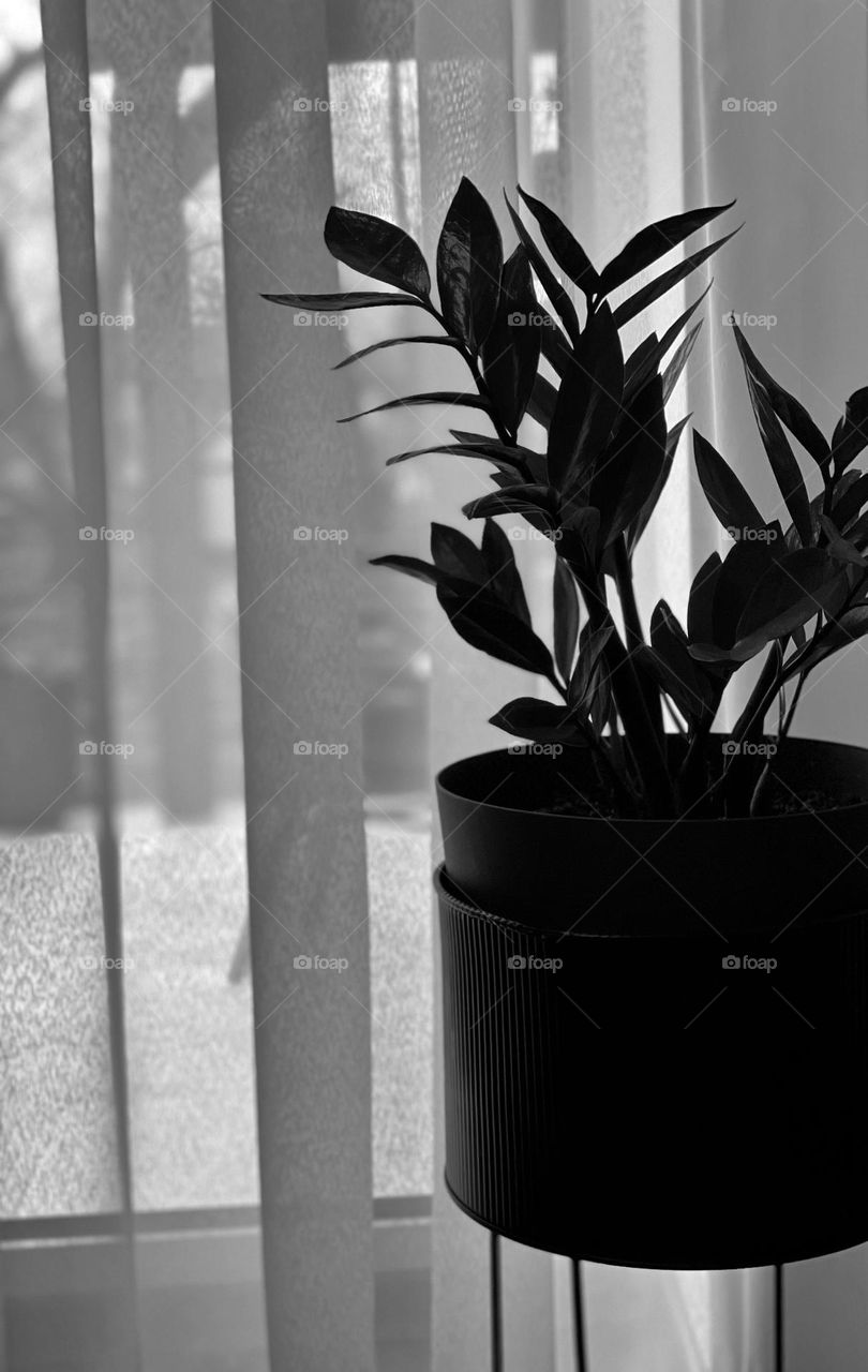 Black and white plant