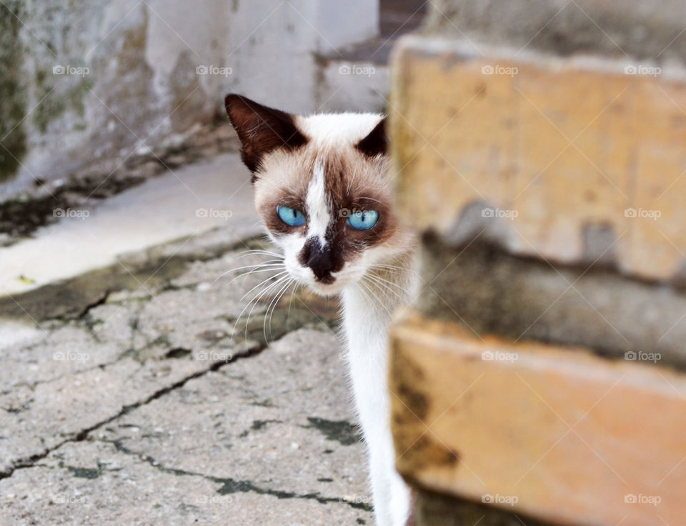 Cat with blue eyes behind wall