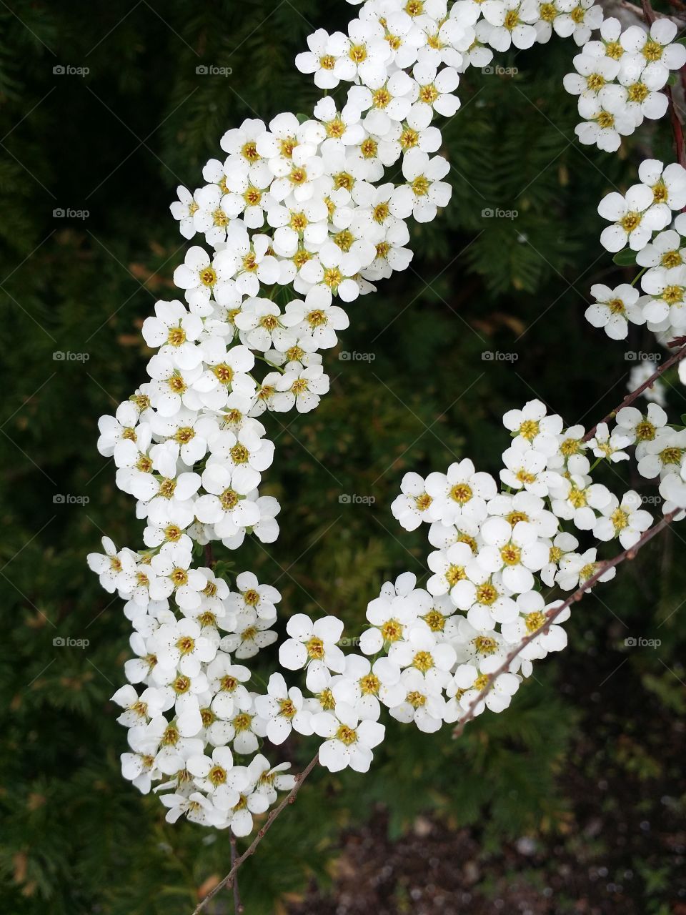 White - yellow flowers
