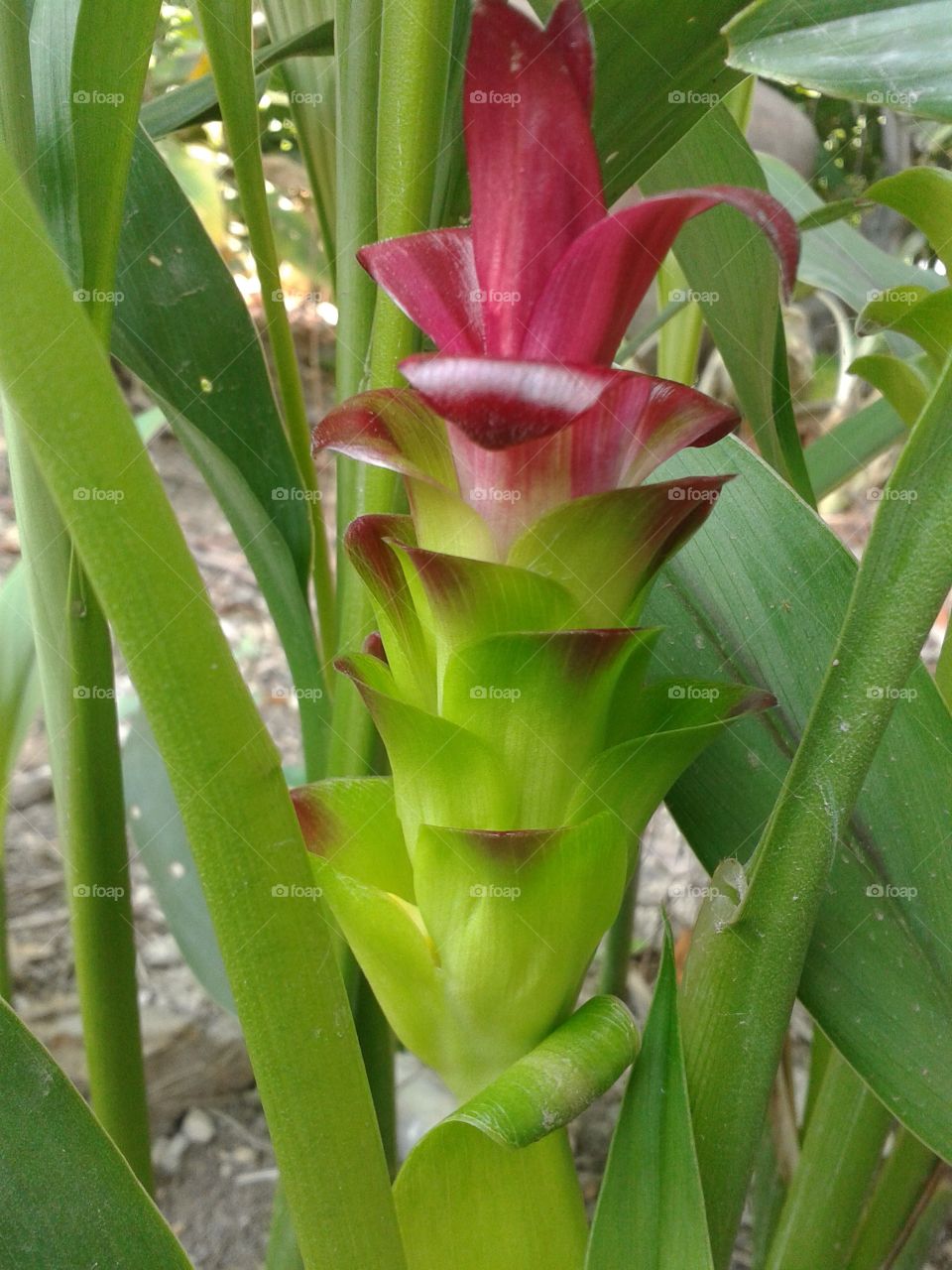 siam tulip flower. siam tulip fliwer in garden