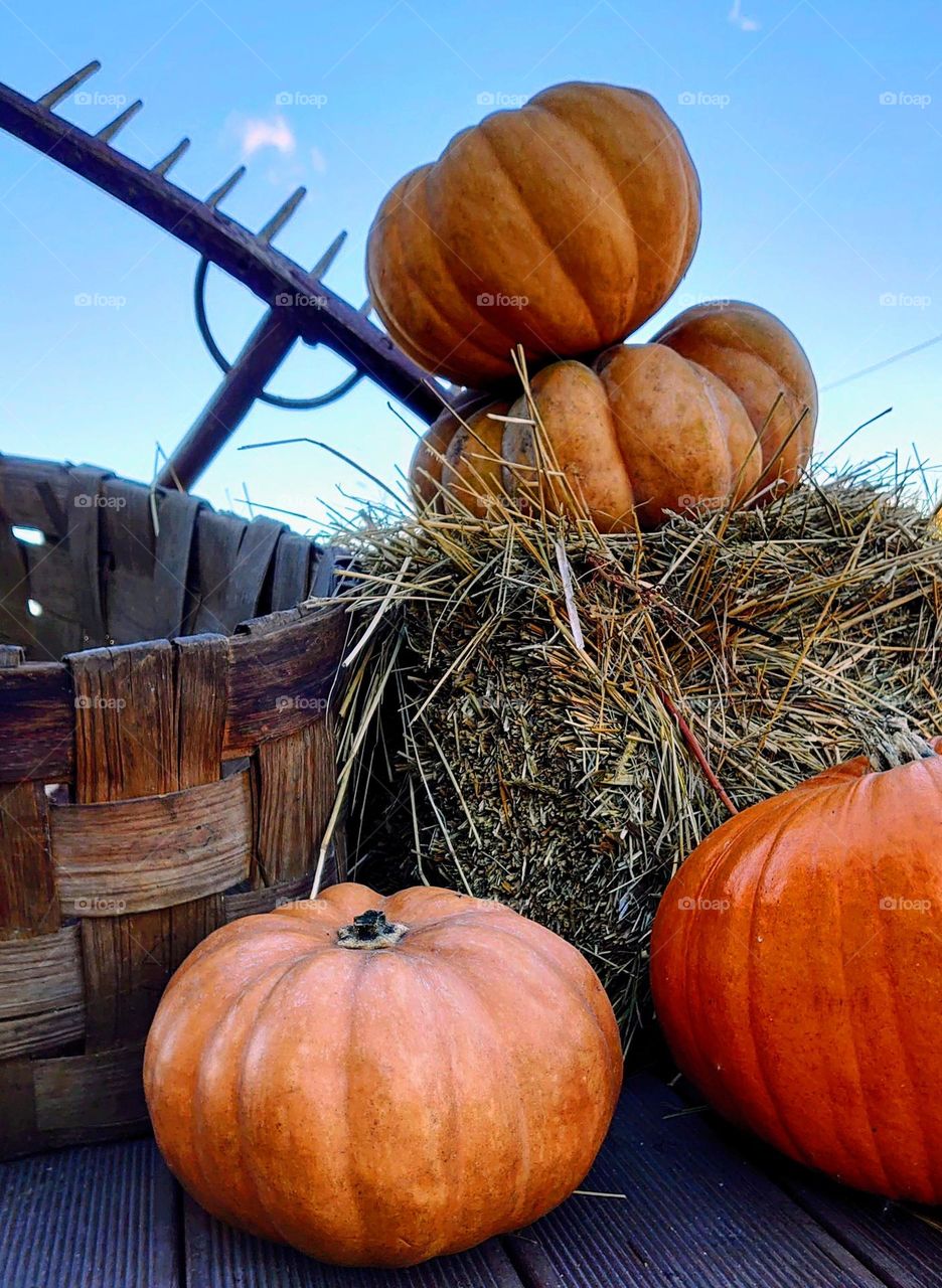 Pumpkin time 🎃 Let's celebrate 🎃 The farm🎃