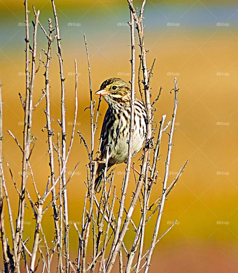 Bird-Song Sparrow