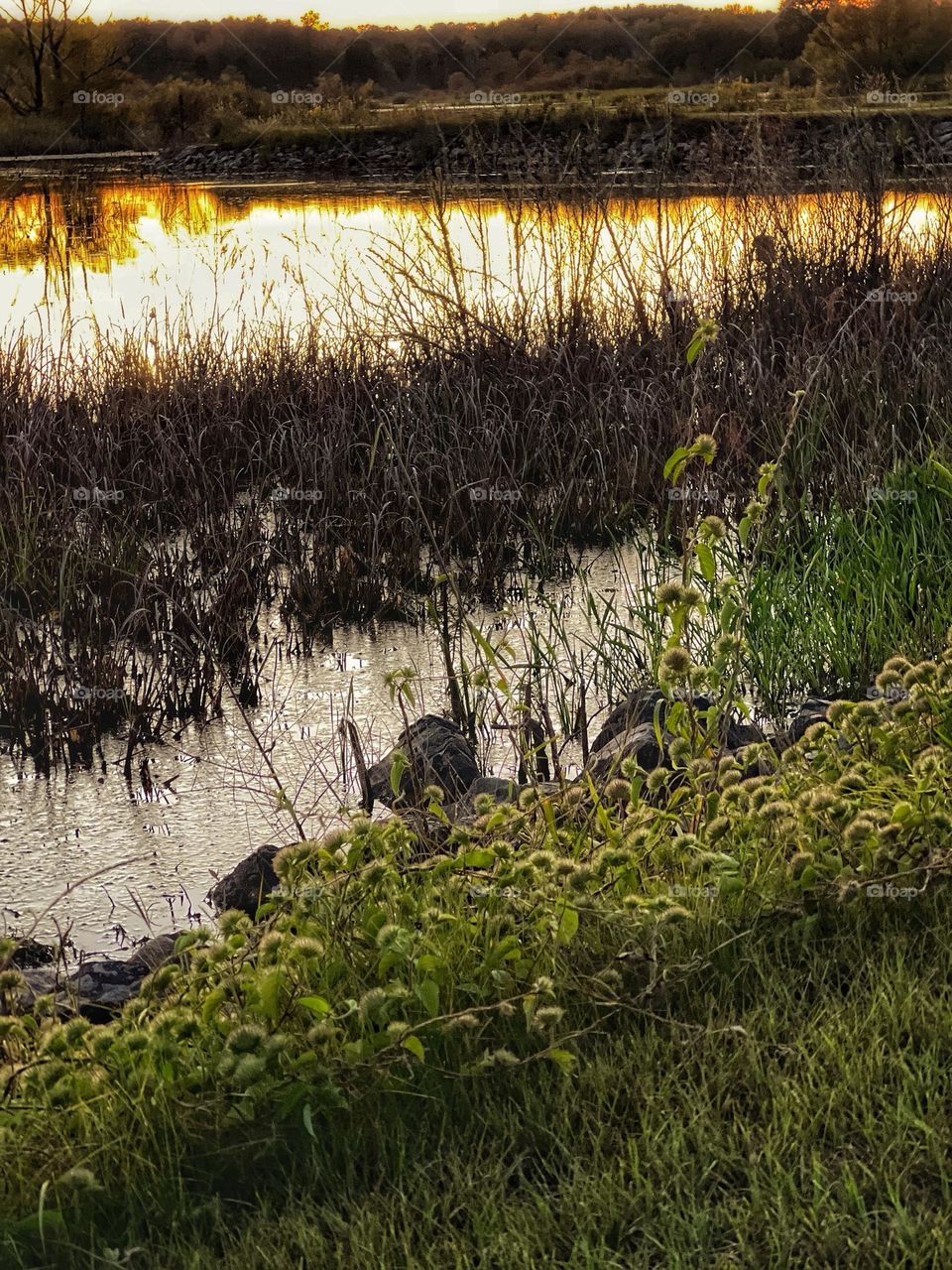 Small flower Morning Glories adorning the banks of Loakfoma Lake.