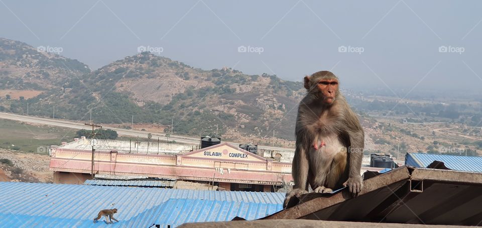 #rk #mobileclick #mobilephotography #monkey #monkeylife #nature #mammal #animal #pet #petanimal #landscape #portrait #outdoor #sky #cityscape #mountain