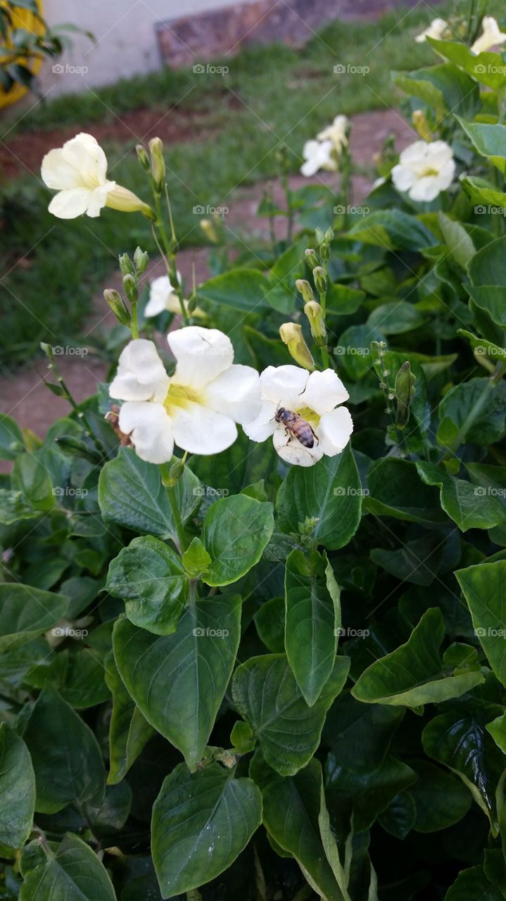 Small bee on white flower