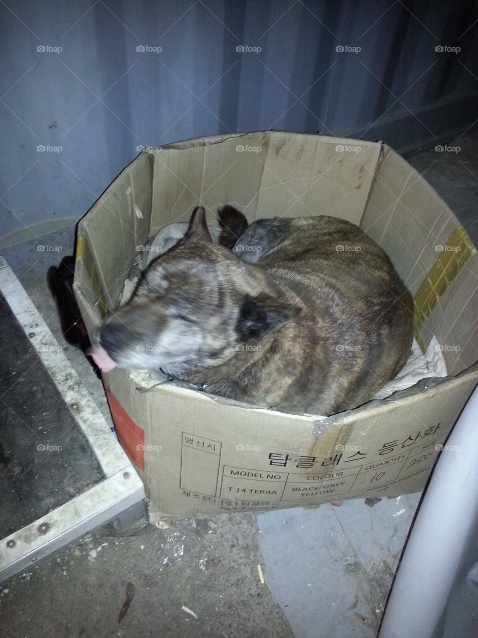 dog sleep in box