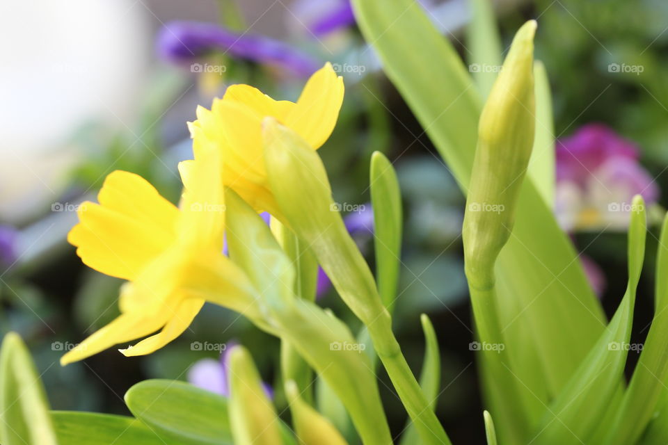 Close-up of a daffodil flower