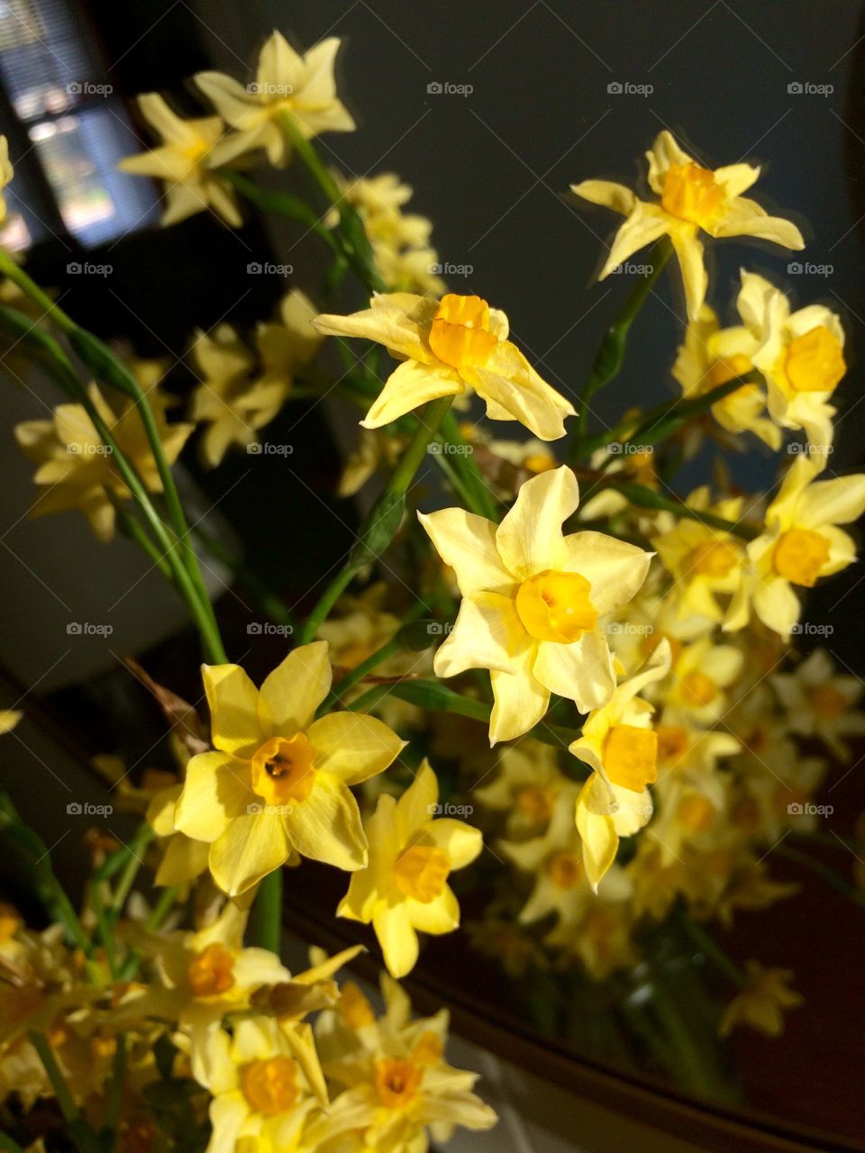 Mini daffodils in sunlight