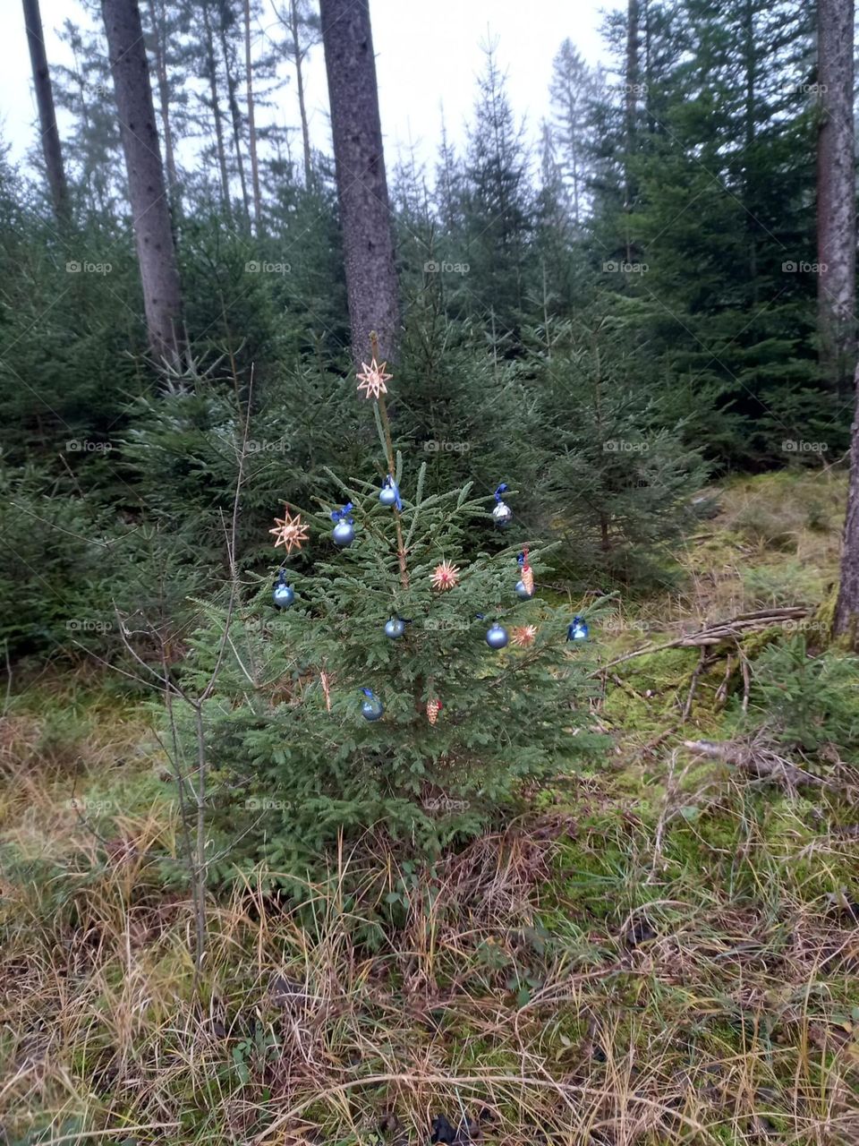 Christmas Tree in the Forest
