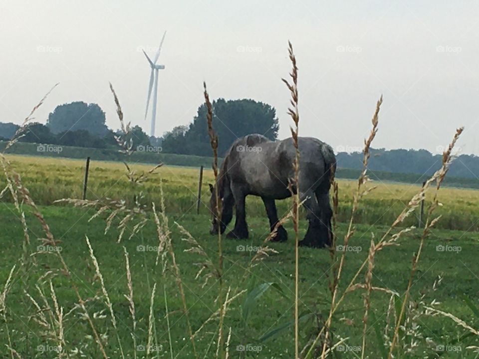 horse grazes in the meadow