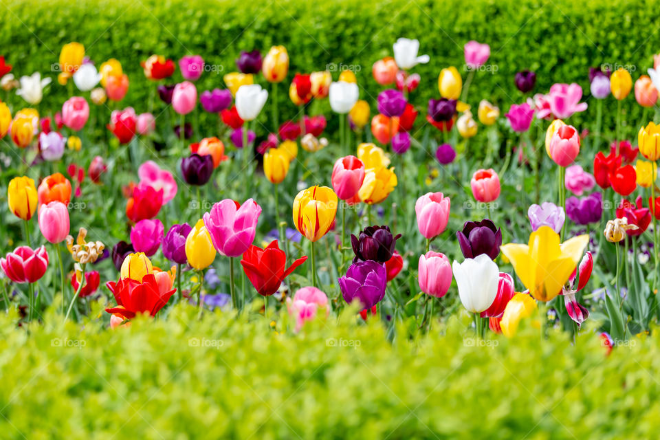 Colorful tulips field in spring