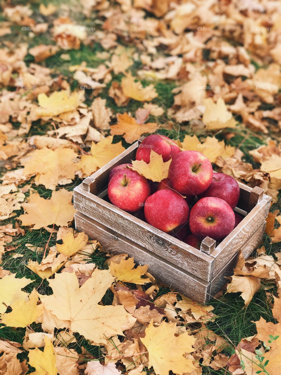 Autumn apple and leaves