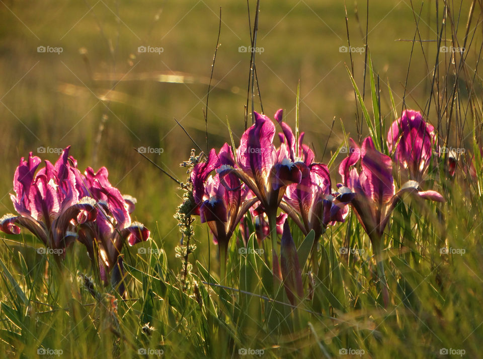 Wild flowers iris