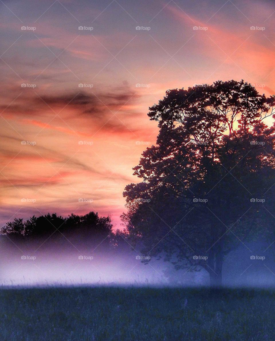 violet fog in silhouette field