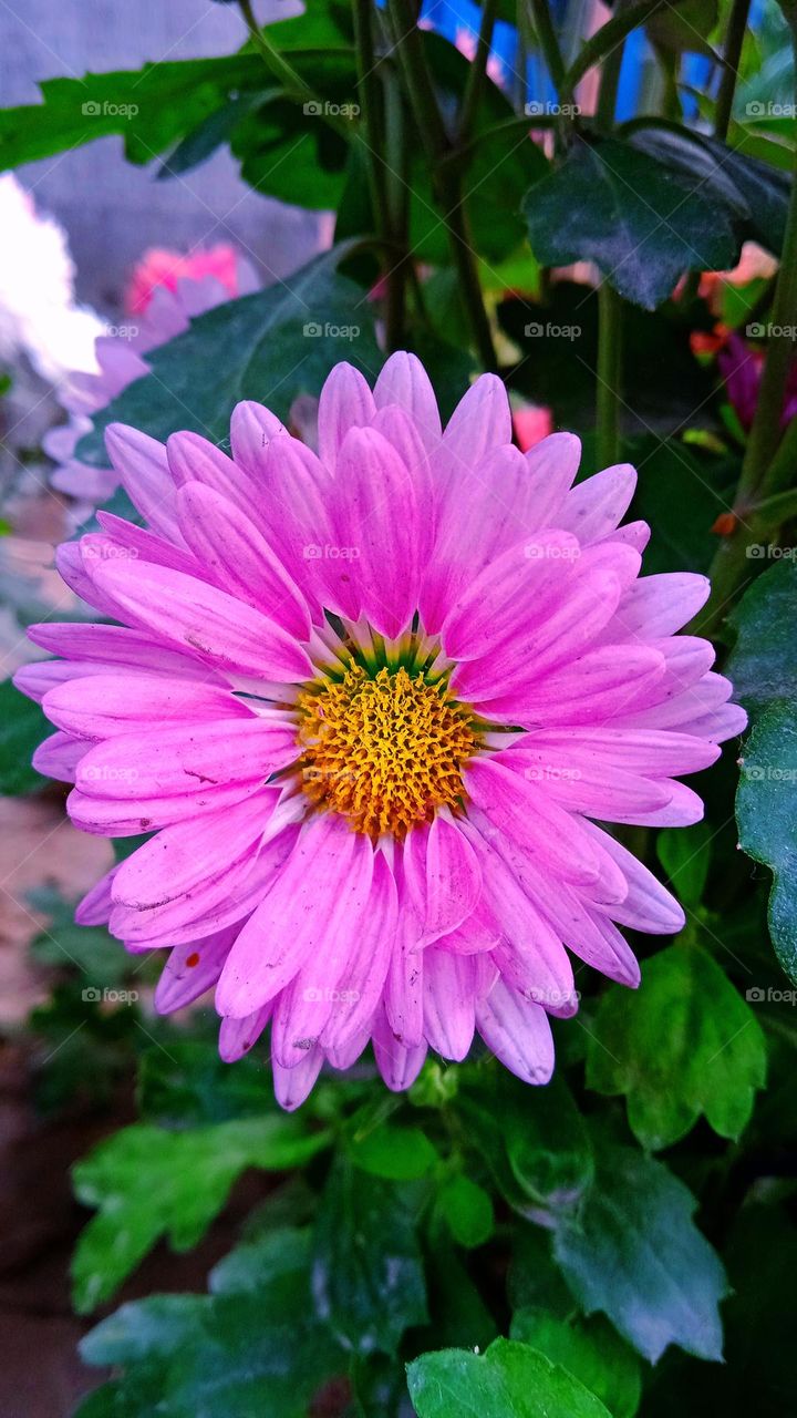 The mind is like a flower, it blooms only in the right environment. - Stephen Richards