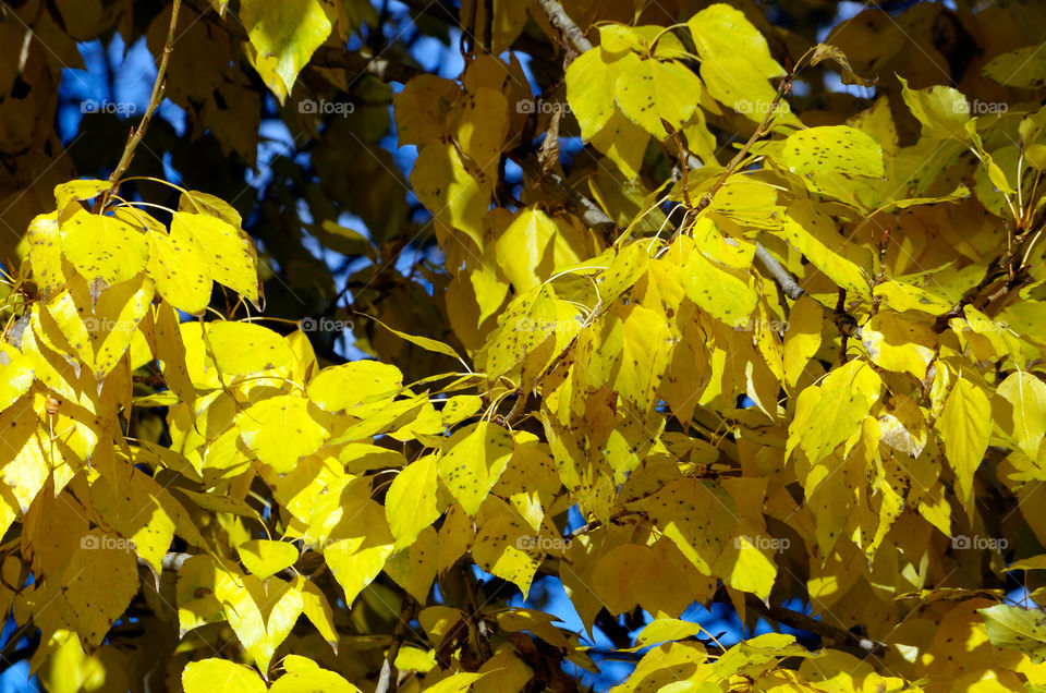 Full frame shot of yellow leaves growing on tree in Berlin, Germany.