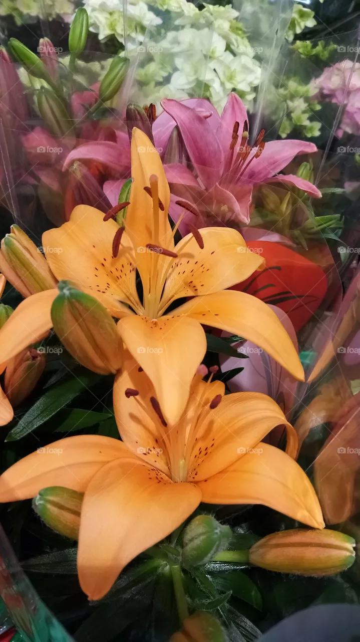Lilien Deutschland
