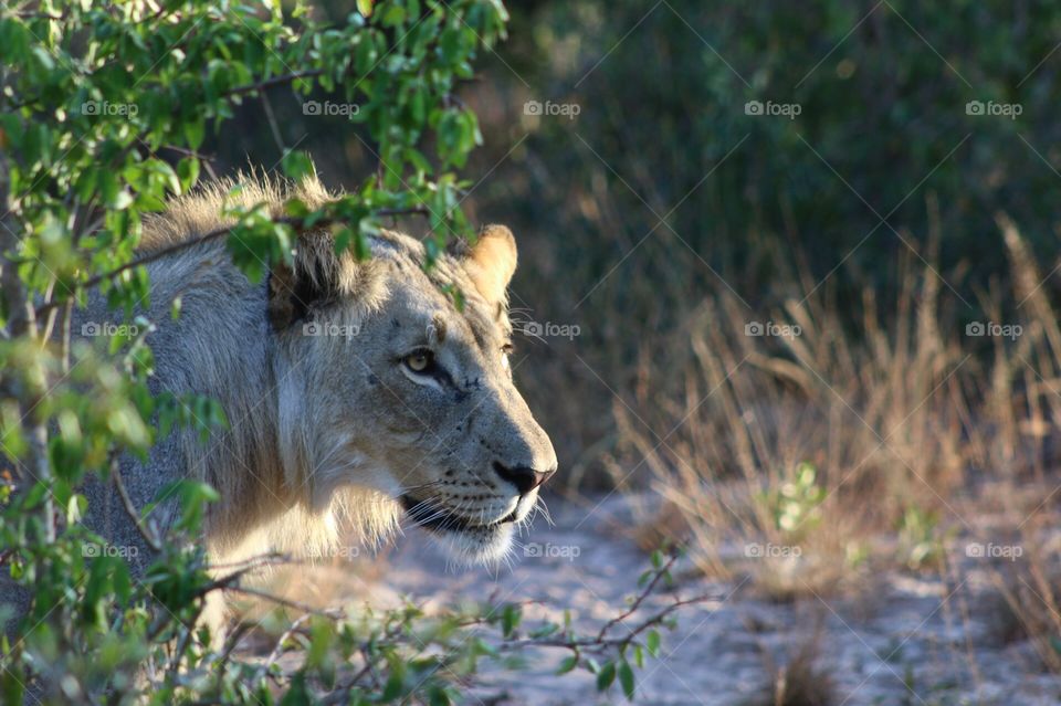 Lion looking through the bush in kruger national park
