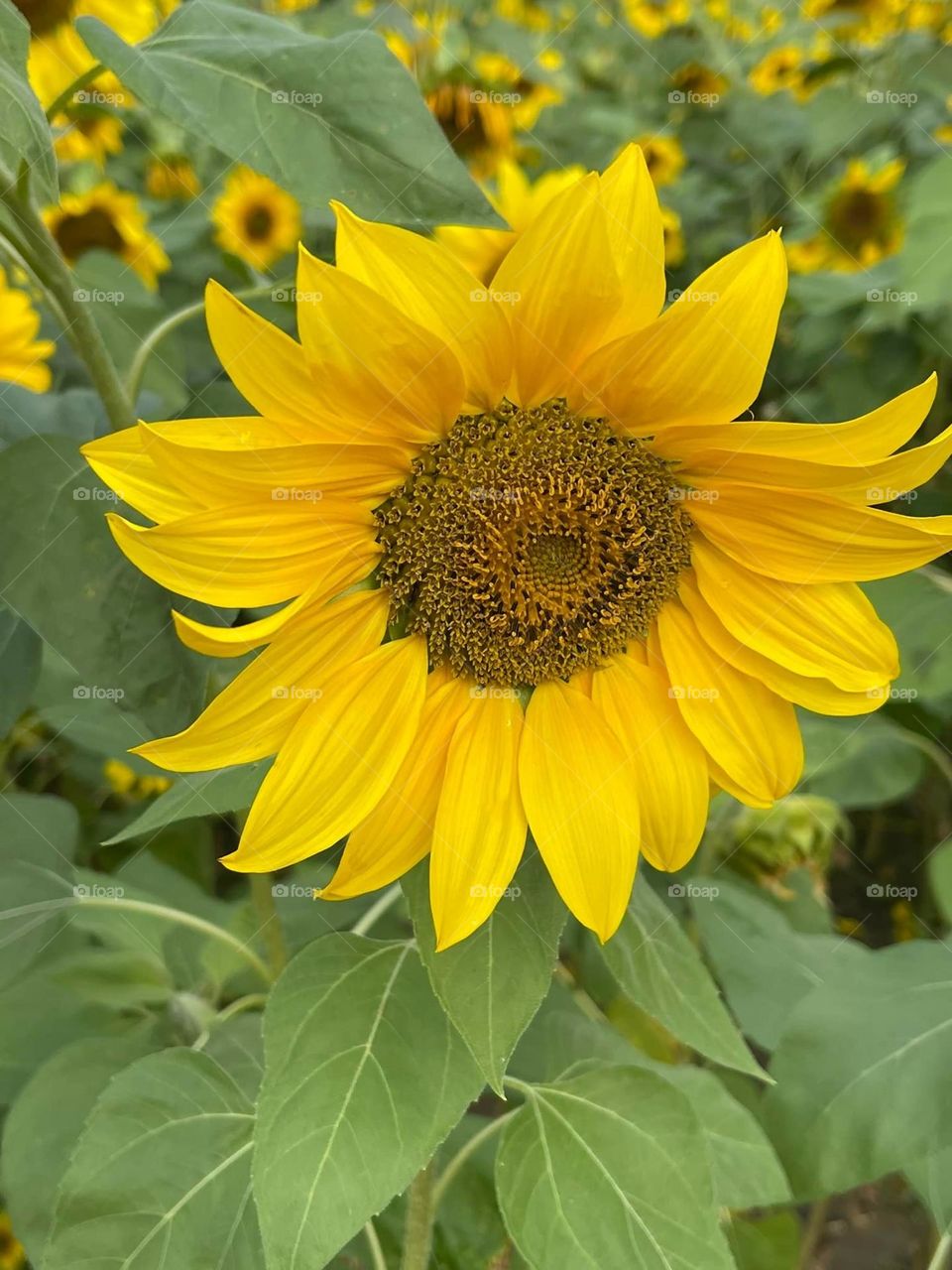 Beautiful sunflowers in bloom