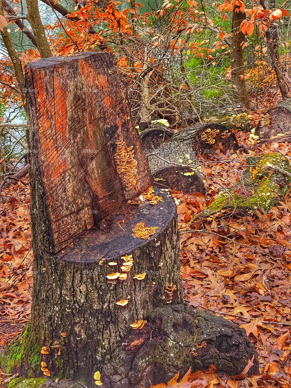 stump chair