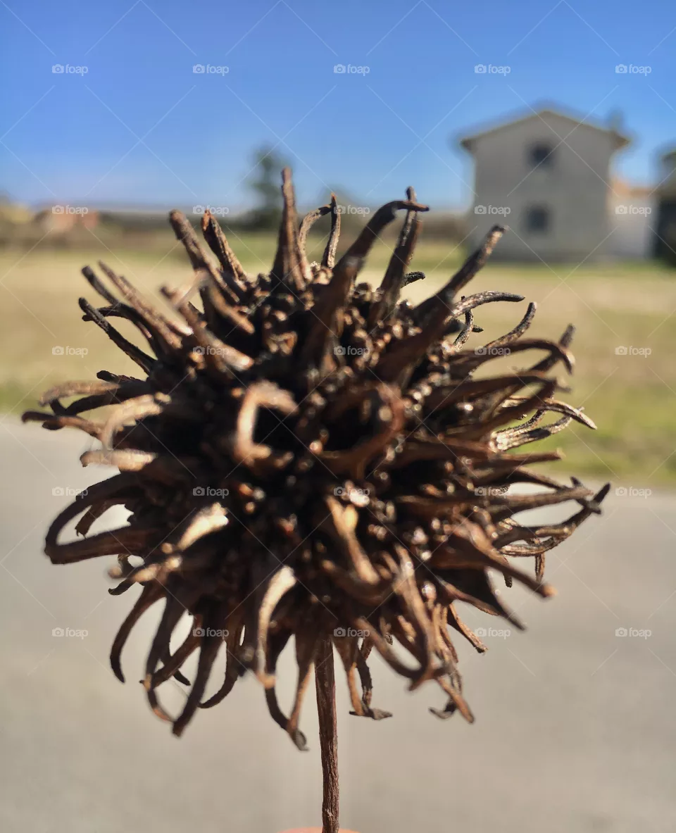 Secco