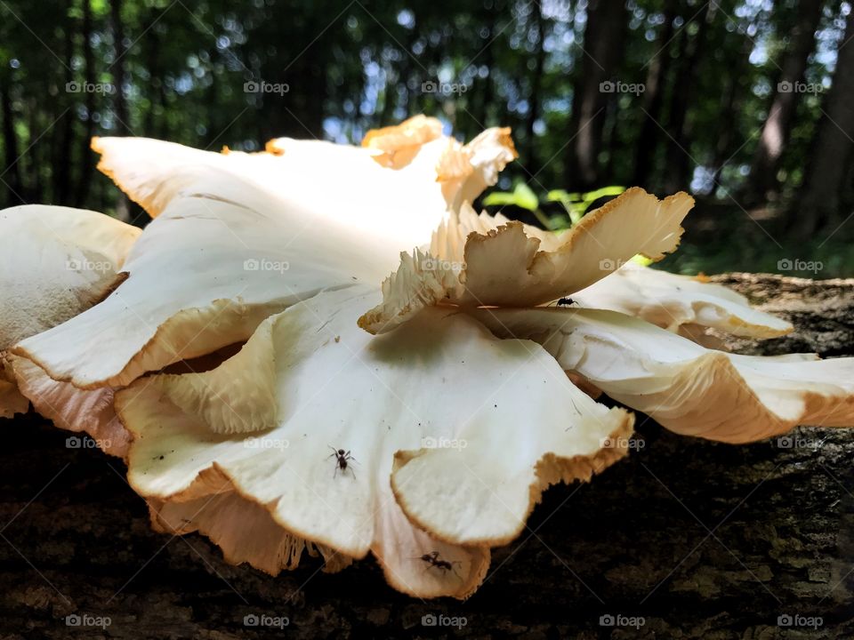 Cluster of wild mushrooms growing on tree trunk