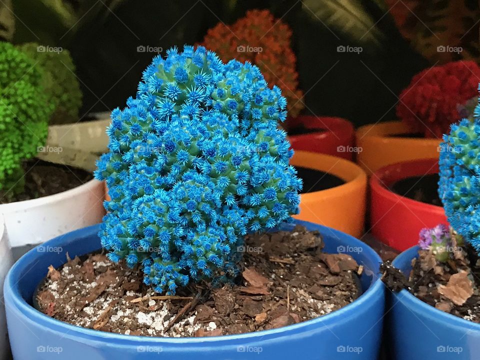 Crazy bright blue cactus.