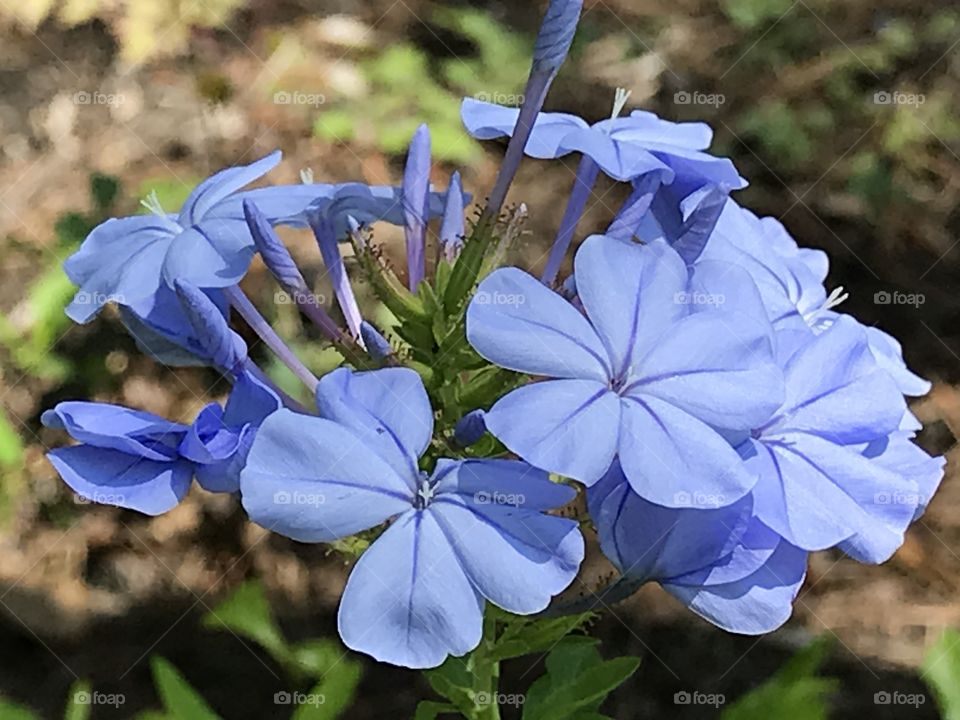Plumbago
