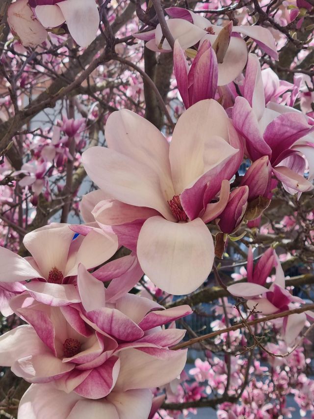 always spring