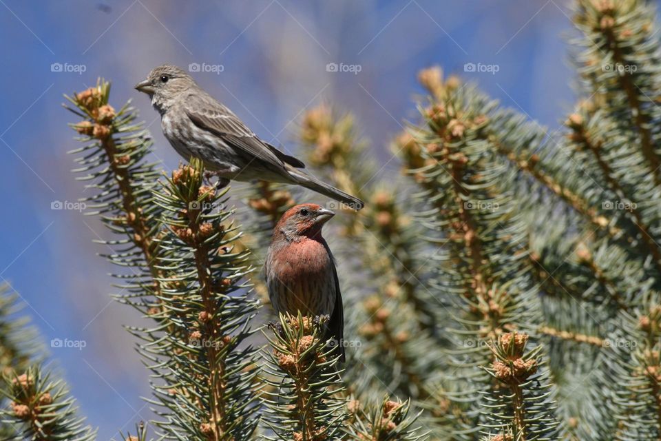 house finch couple