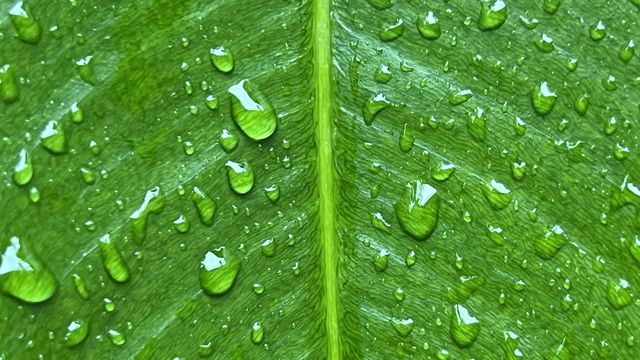 green leaf with water drop