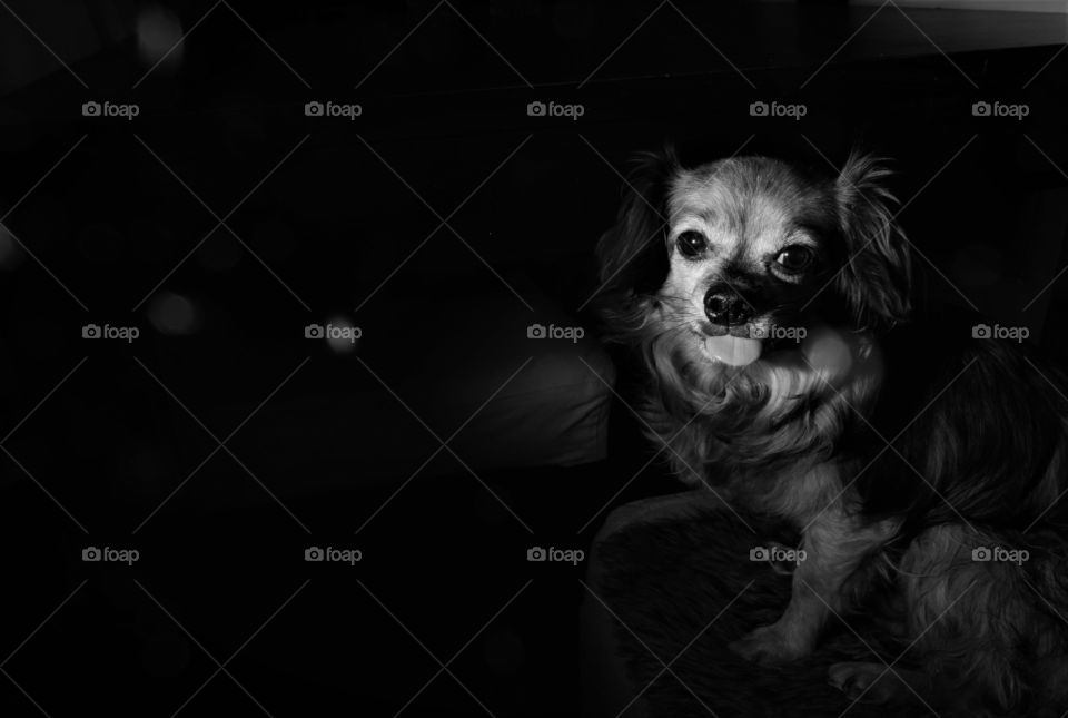 black and white low key portrait of dog sticking out his tongue