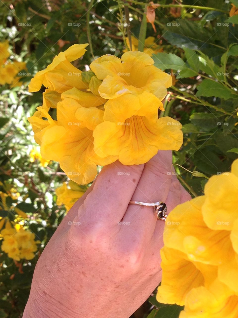 Yellow find. Pic at the zoo