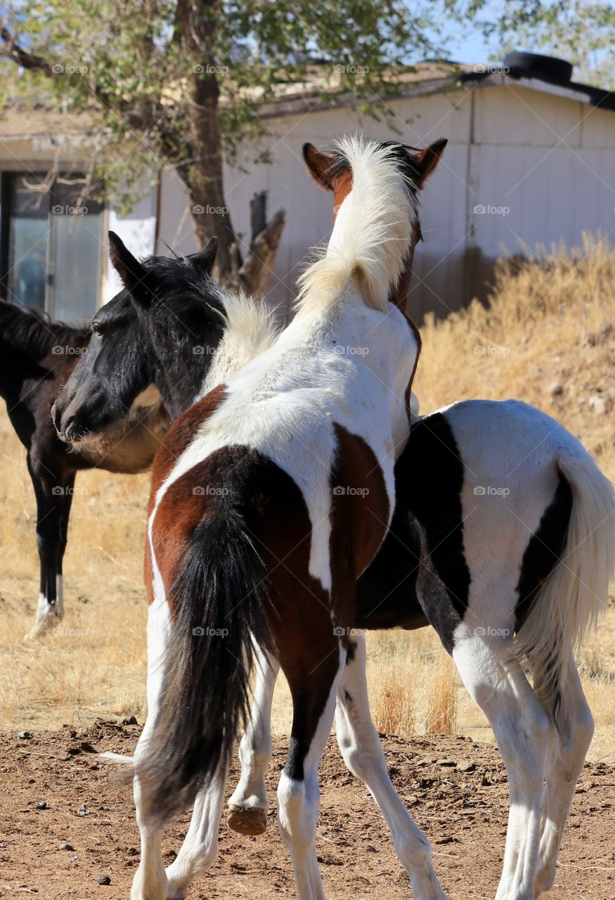 Wild American mustang Pinto colts playing