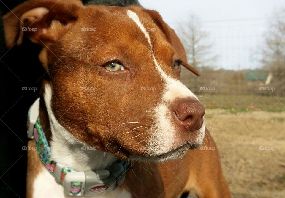 Catahoula pit bull terrier cross mix with green eyes blaze face brindle coat red nose looking in the distance with a winter background and a cabin with a collar on