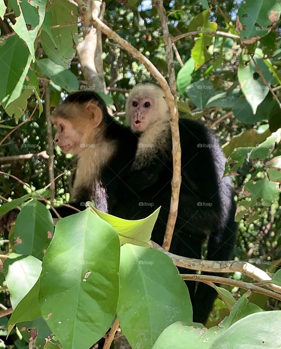 A young white faced (capuchin) monkey with a surprised look clinging to its mother’s back in Manuel Antonio National Park , Costa Rica 