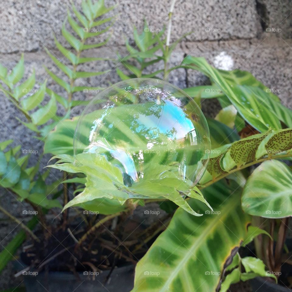 green tropical plants  with a clear color bubble on top of a plant