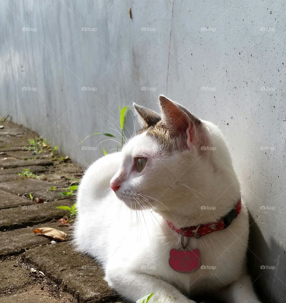 Cat sunbathing next to the wall...