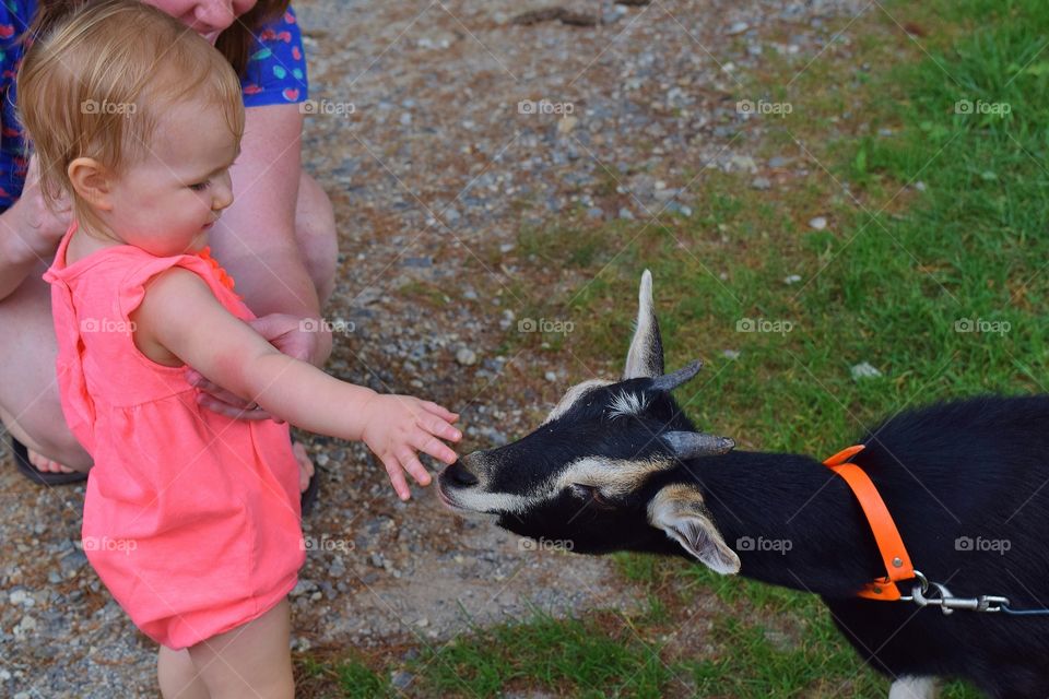 Little girl petting a goat. Little girl at a petting zoo petting a goat